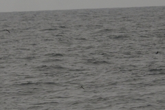 Oceanites oceanicus