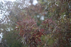 Fraxinus angustifolia