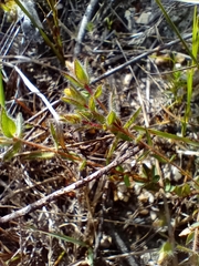 Gnidia humilis