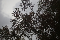 Fraxinus angustifolia