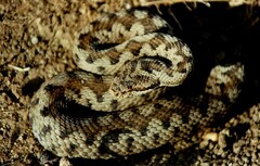Vipera aspis zinnikeri