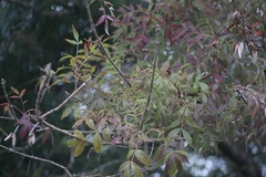 Fraxinus angustifolia