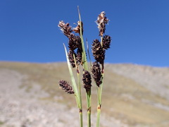 Carex paysonis