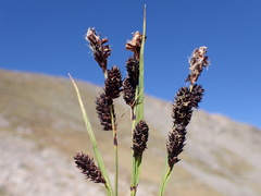 Carex paysonis