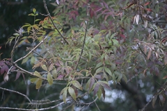 Fraxinus angustifolia