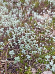 Sedum pedicellatum