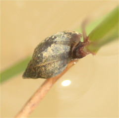 Physa
