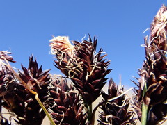 Carex paysonis