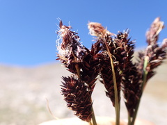 Carex paysonis