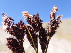 Carex paysonis