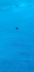 Coccinellidae