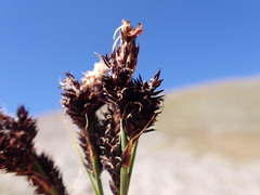 Carex paysonis