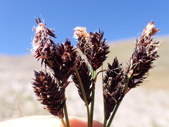 Carex paysonis