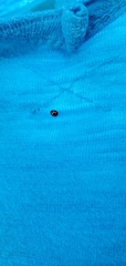 Coccinellidae