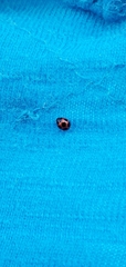 Coccinellidae