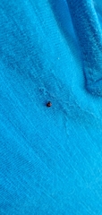 Coccinellidae