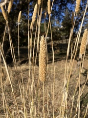 Phalaris aquatica