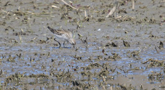 Calidris fuscicollis
