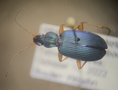 Agonum extensicolle