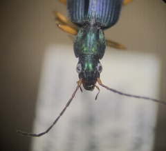 Agonum extensicolle