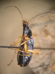 Agonum extensicolle