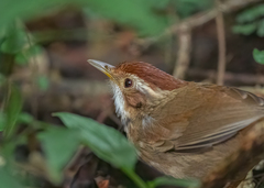 Pellorneum ruficeps
