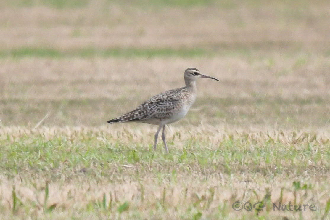 Little Curlew