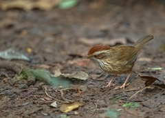 Pellorneum ruficeps