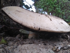 Agaricus moronii