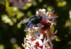 Calliphora quadrimaculata