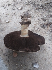 Agaricus moronii