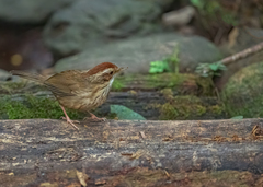 Pellorneum ruficeps