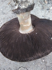 Agaricus moronii