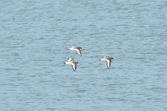 Haematopus ostralegus