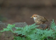 Pellorneum ruficeps