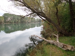 Salix alba