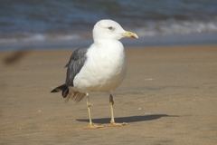 Larus fuscus