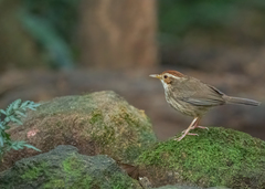 Pellorneum ruficeps