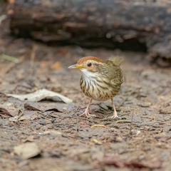 Pellorneum ruficeps