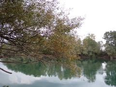 Salix alba