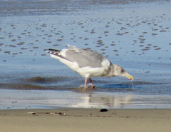 Larus argentatus × glaucescens