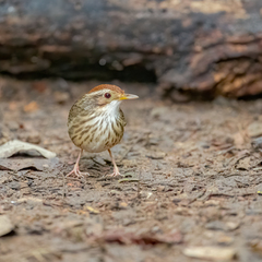 Pellorneum ruficeps