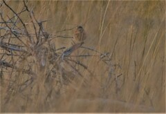 Tchagra australis