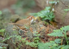 Pellorneum ruficeps