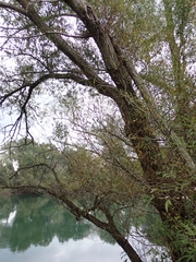 Salix alba