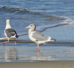 Larus argentatus × glaucescens