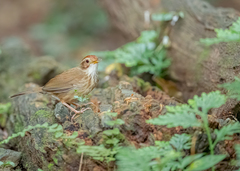 Pellorneum ruficeps