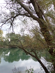 Salix alba