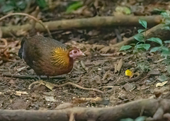 Gallus gallus spadiceus