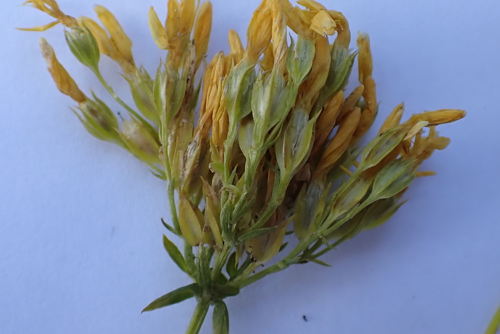 Sebaea elongata